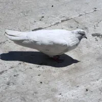 کبوتر کله برنجی