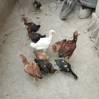 جوجه خروس لاری ۶۵ روزه