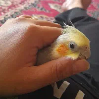 عروس هلندی نر رام ودستی