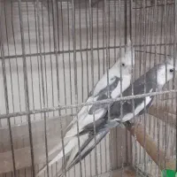 دوعدد عروس هلندی نر اماده