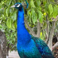 طاووس|پرنده|صوفیان, |دیوار