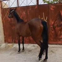 اسب|اسب و تجهیزات اسب‌سواری|یزد, |دیوار