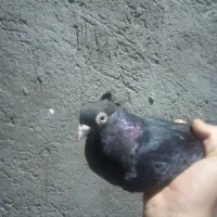 کبوتر زاغ آبادانی