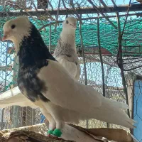 طوقی|پرنده|آبادان, |دیوار