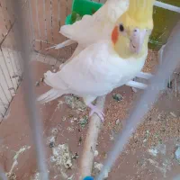 نر ماده کوتوله با جفت عروس