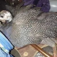 مرغ شاخدار