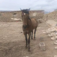 باسلام معاوضه نریون دوسال و نیم
