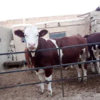 گوساله سمینتال اصل درج یک