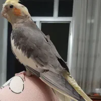 عروس هلندی(گمشده)|حیوانات|مبارکه, |دیوار