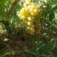 انگور بیدانه عسگری کشمشی