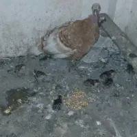 فروش یک بوقلمون و 6جوجه