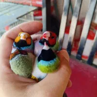 قناری عروس هلندی گرنچیک فنج گلدین جوجه مینا
