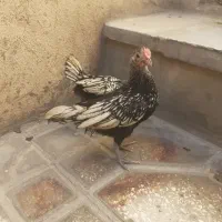 جوجه سبرایت