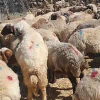 میش یا گوسفند داشت