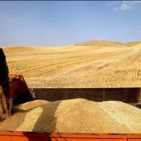 گندم مخصوص نان درجه یک به شرط