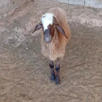 یک عدد بره ماده هترو