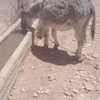 خر گله ای