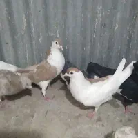 کبوتر فروشی