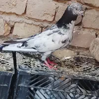 فروش تعدادی کبوتر
