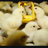 جوجه نژاد ایندین ریور صادرات 308 گوشتی و لگهورن