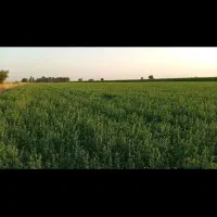 یونجه درجه یک