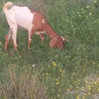 بز نر و ماده