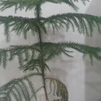 نیاز به فروشنده خانم