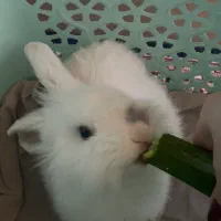 واگذاری خرگوش لوپ خوشگل