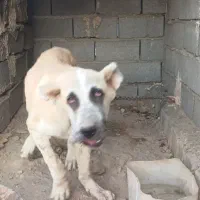 سگ پژدر۸ماهه
