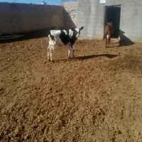 گوساله نر|حیوانات مزرعه|همدان, |دیوار