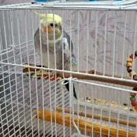 عروس هلندی سینامون