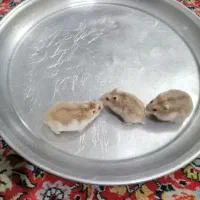 واگذاری همستر کمپل