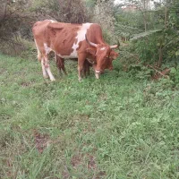 گاو چالوسی حامله با گوساله ماده