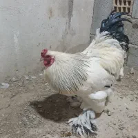 خروس برهما