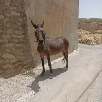 قاطر