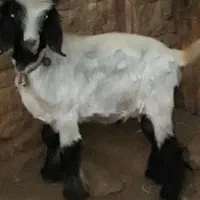 شتیر نیر