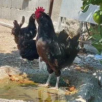 مرغ و خروس پاکوتاه