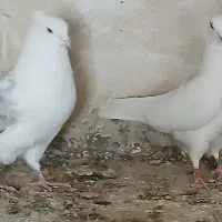 کفتر پرشتی