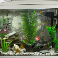 اکواریوم شرکتی