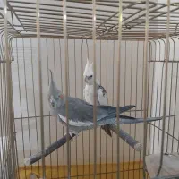 عروس هلندی