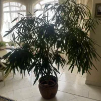 گیاه اپارتمانی