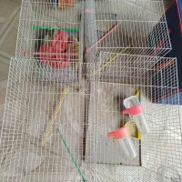 قفس و وسایل پرنده