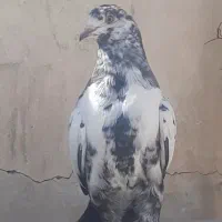 کفتر پرشی