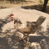 جوجه خروس سفید