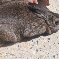 خرگوش