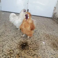 خروس ابریشمی