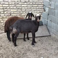 بره ماده قزل افشار میش گوسفند بز