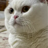 گربه اسکاتیش نر
