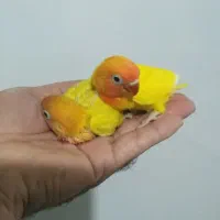 جوجه برزیلی،عروس هلندی و راهب سرلاکی