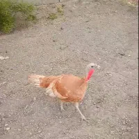 (بوقلمون بوربون*غاز*خروس کوشین)